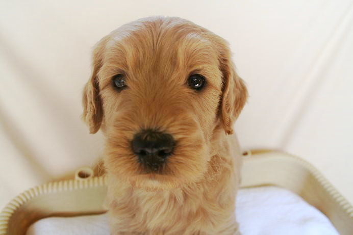 ゴールデンドゥードル　子犬