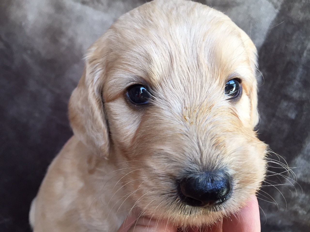 ゴールデンドゥードル　子犬