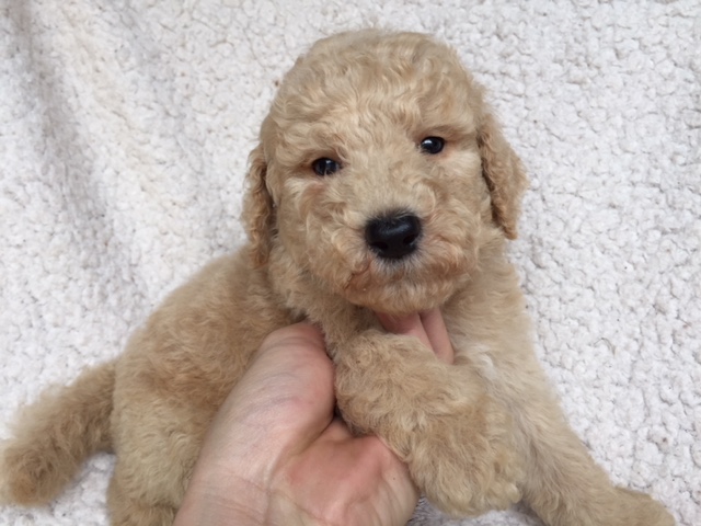 スタンダードプードル　レッド