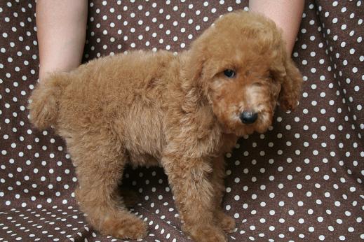 スタンダードプードル　レッド　子犬