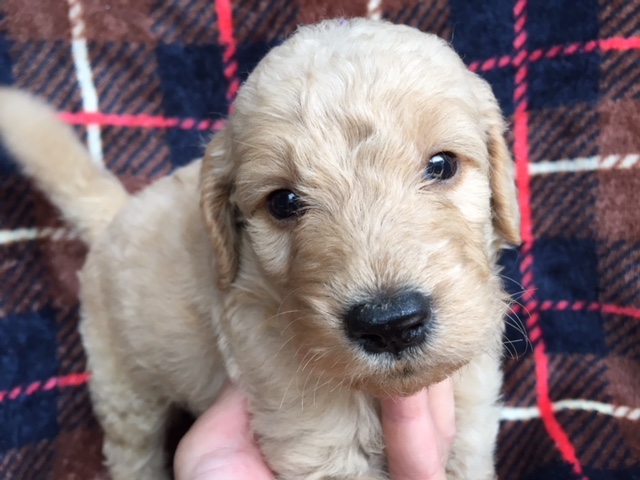 ゴールデンドゥードル　子犬