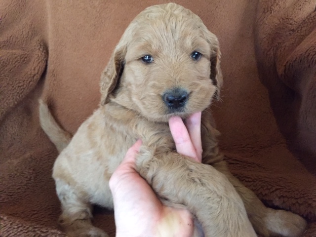 ゴールデンドゥードル　子犬