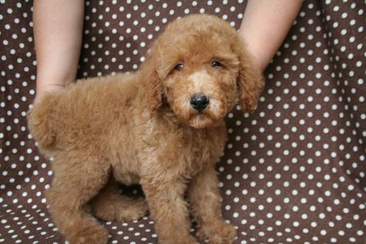 スタンダードプードル　レッド　子犬