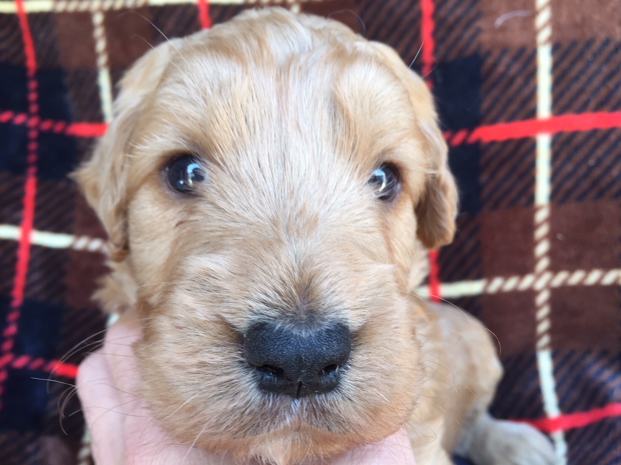 ゴールデンドゥードル　子犬