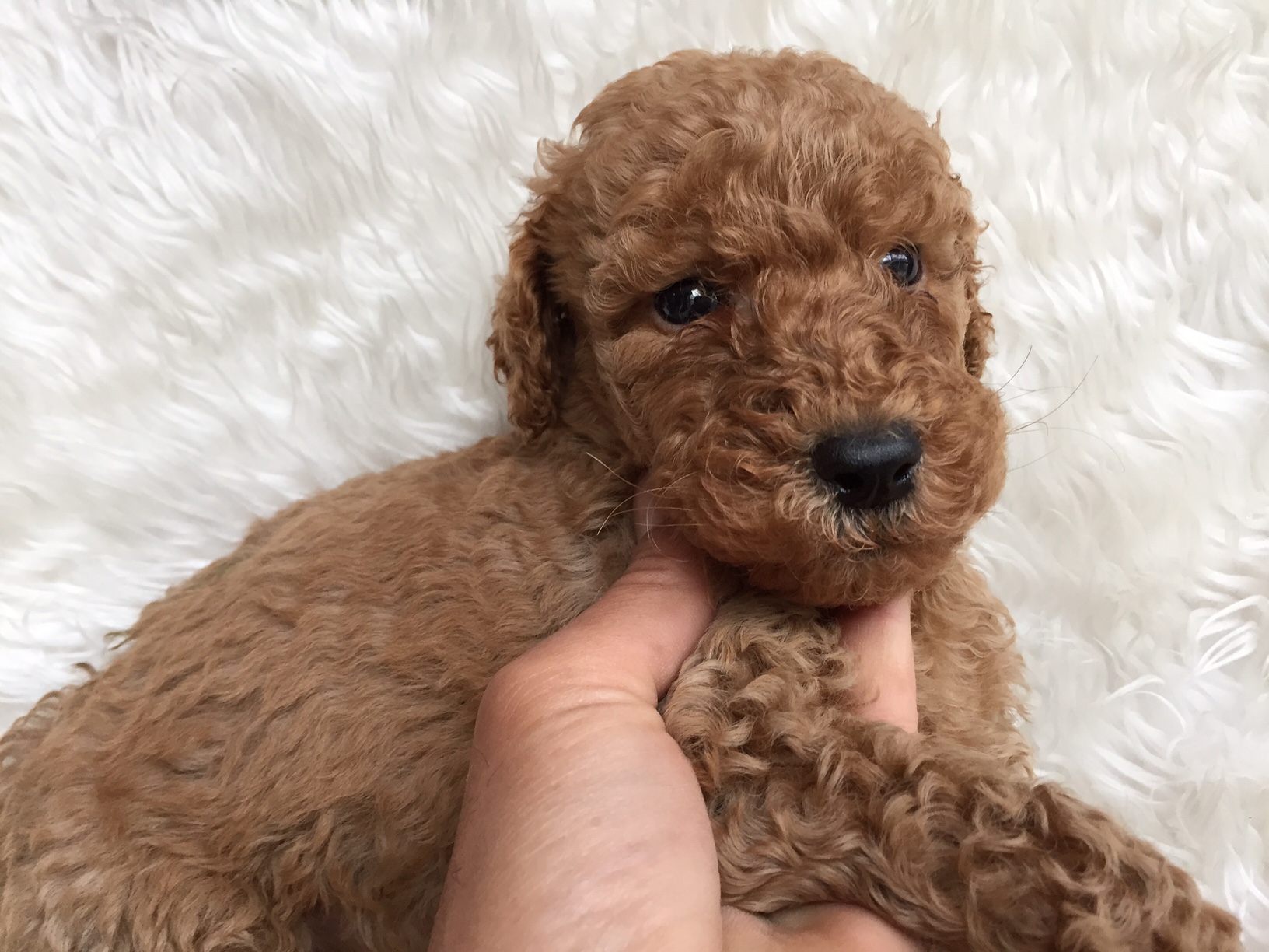 スタンダードプードル　レッド