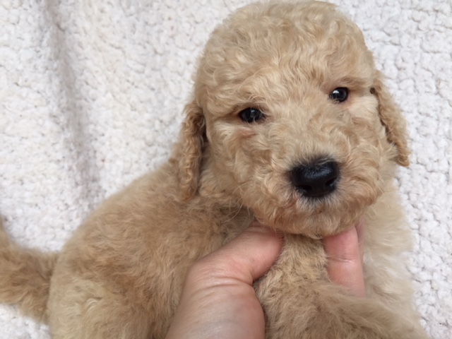 スタンダードプードル　レッド