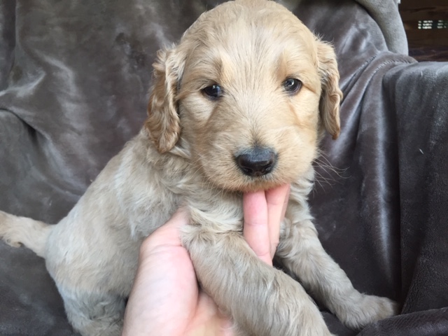 ゴールデンドゥードル　子犬