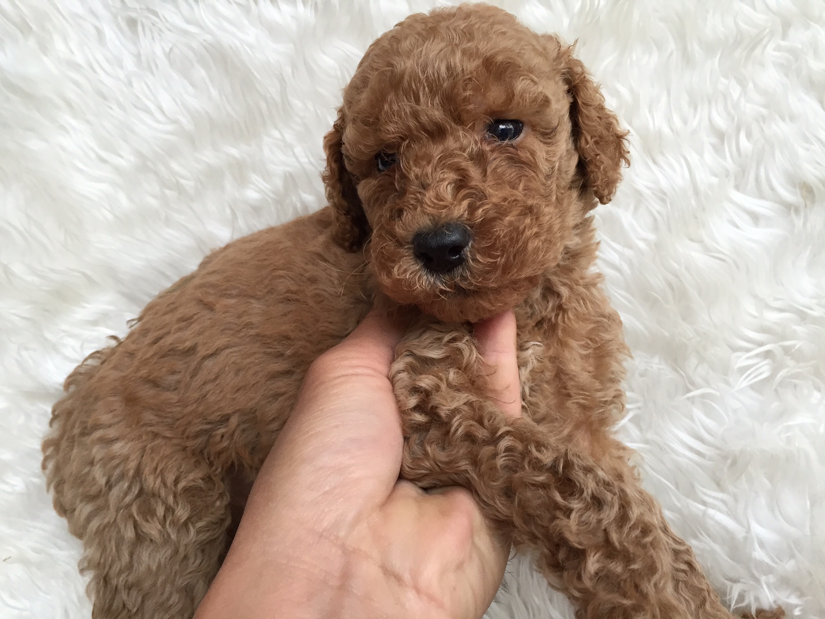 スタンダードプードル　レッド