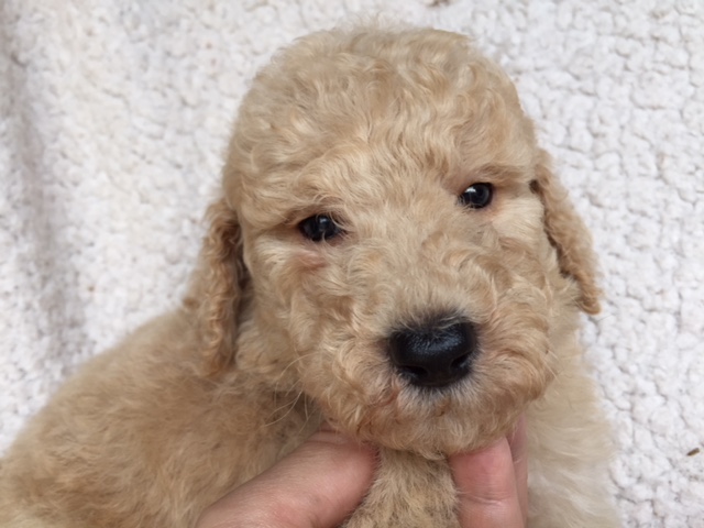 スタンダードプードル　レッド