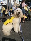 ゴールデンドゥードル初の盲導犬リヒター