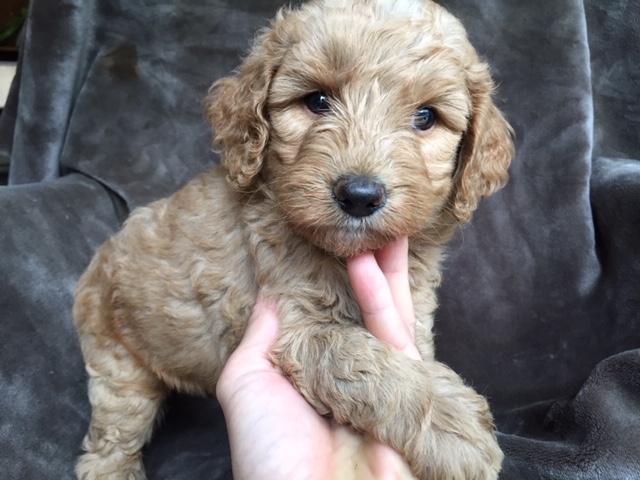 ゴールデンドゥードル　子犬