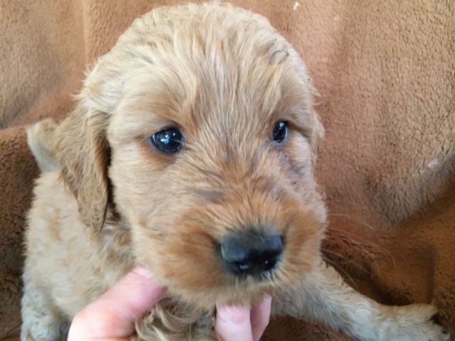 ゴールデンドゥードル　子犬