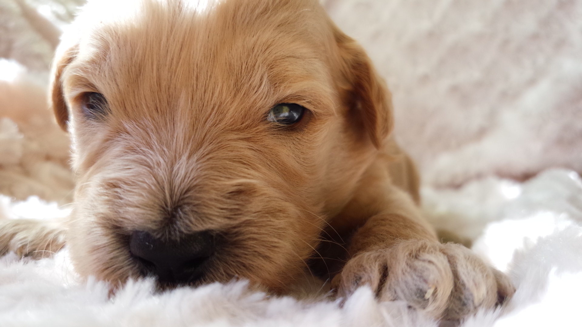 ゴールデンドゥードル　子犬