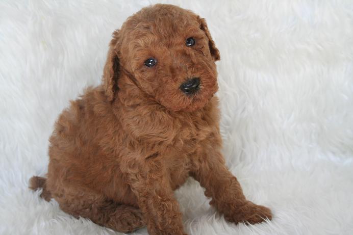 スタンダードプードル　レッド　子犬