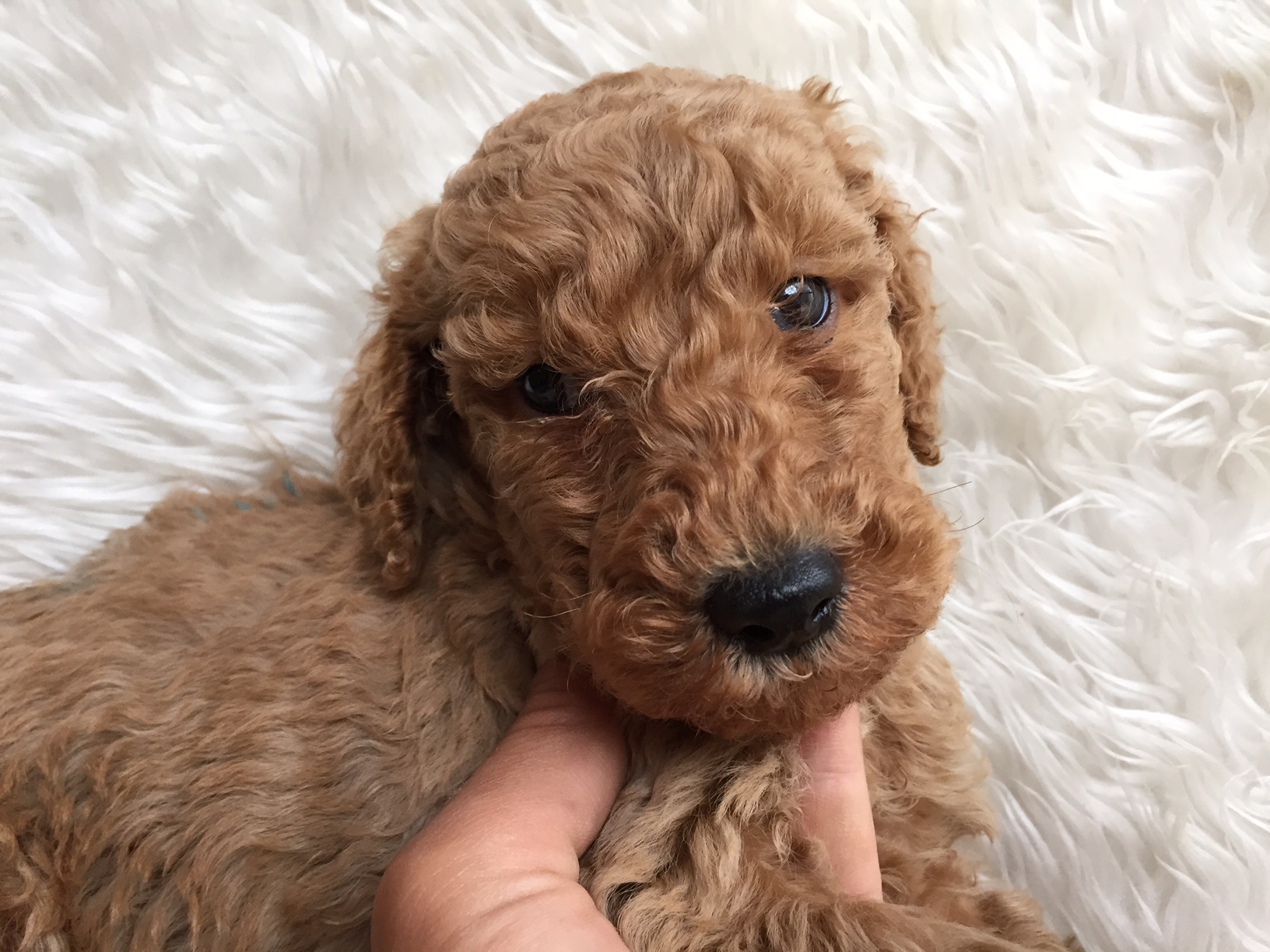 スタンダードプードル　レッド