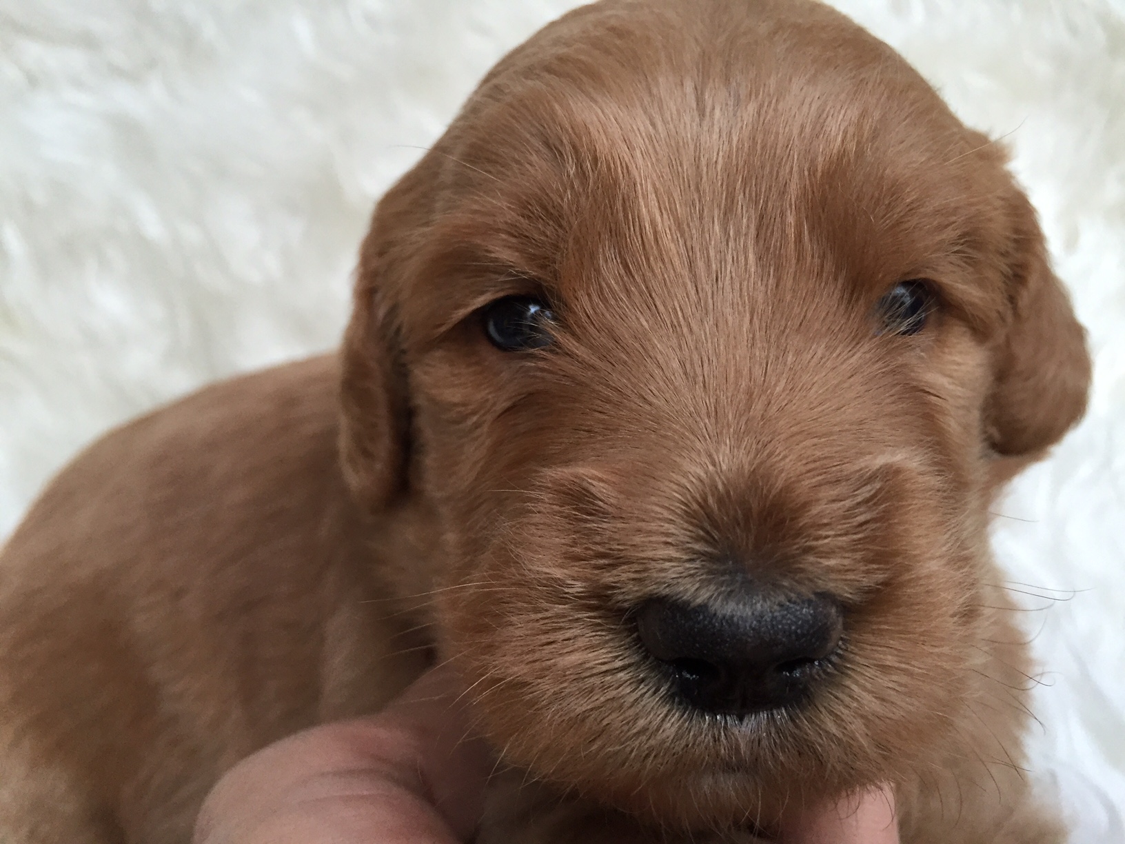 ゴールデンドゥードル　子犬