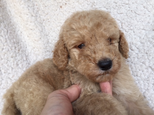 スタンダードプードル　レッド