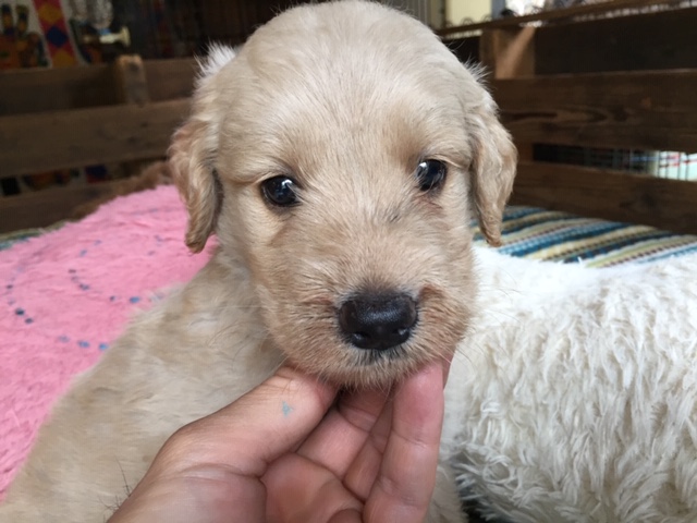 ゴールデンドゥードル　子犬