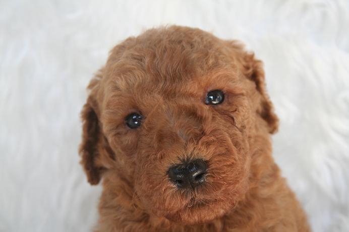 スタンダードプードル　レッド　子犬