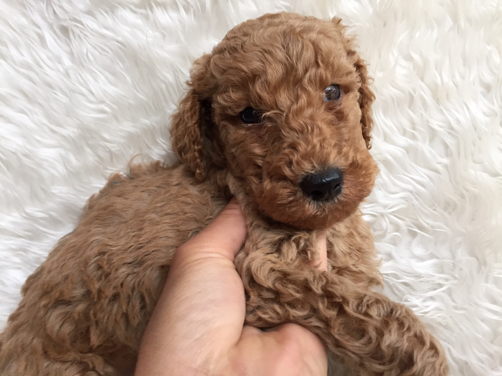 スタンダードプードル　レッド