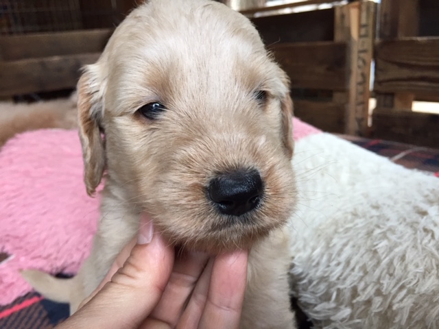 ゴールデンドゥードル　子犬