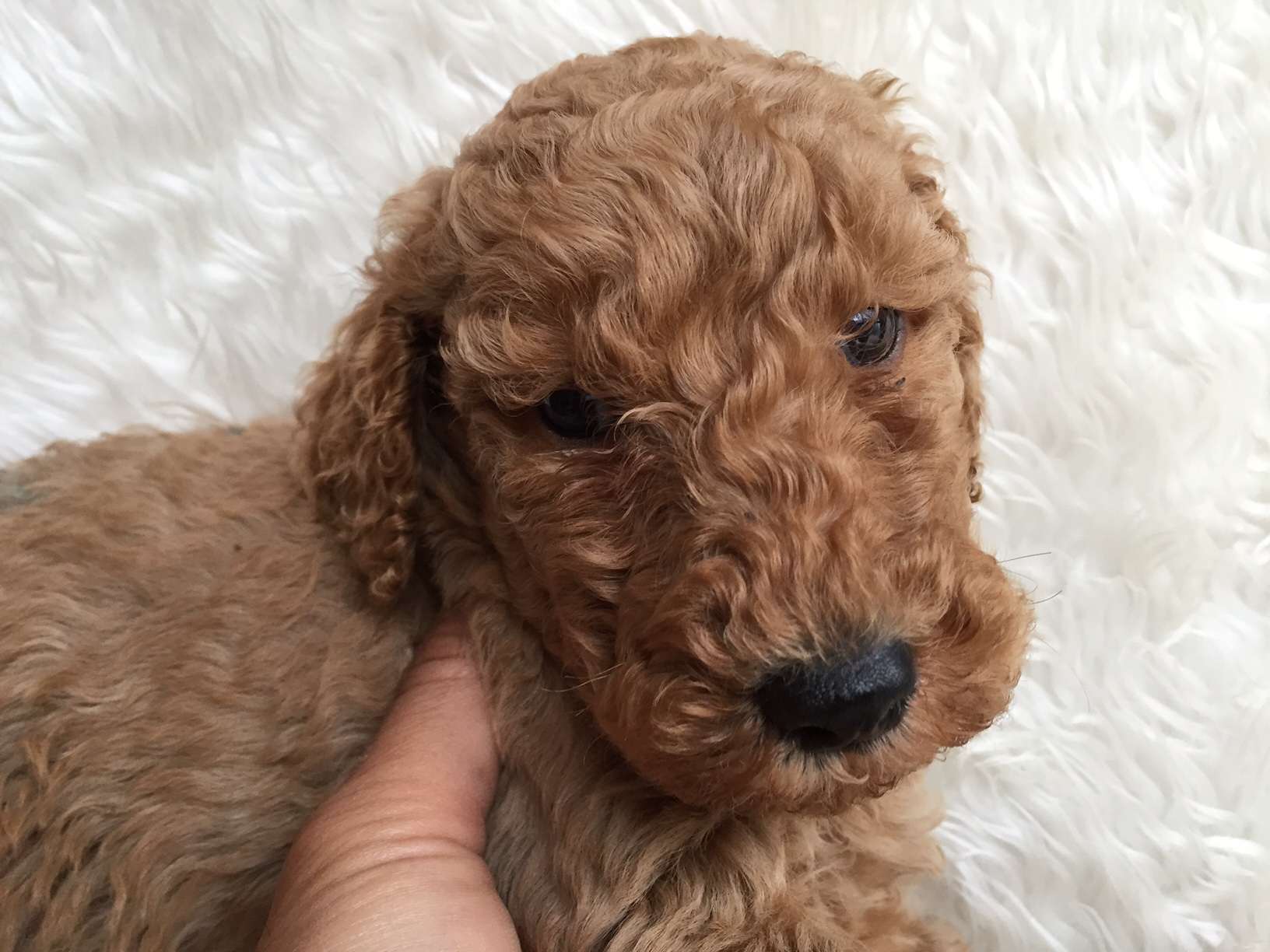 スタンダードプードル　レッド