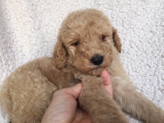 スタンダードプードル　レッド