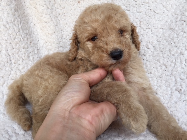 スタンダードプードル　レッド