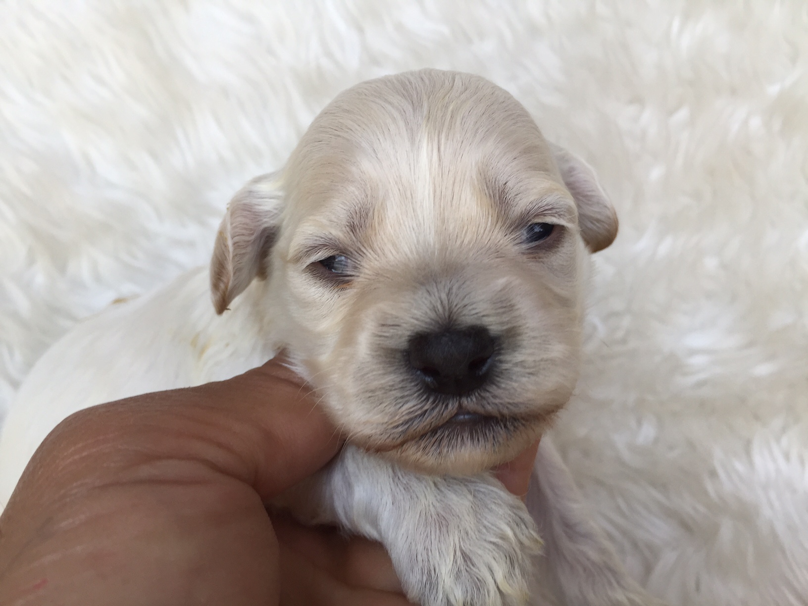 スタンダードプードル　レッド　子犬