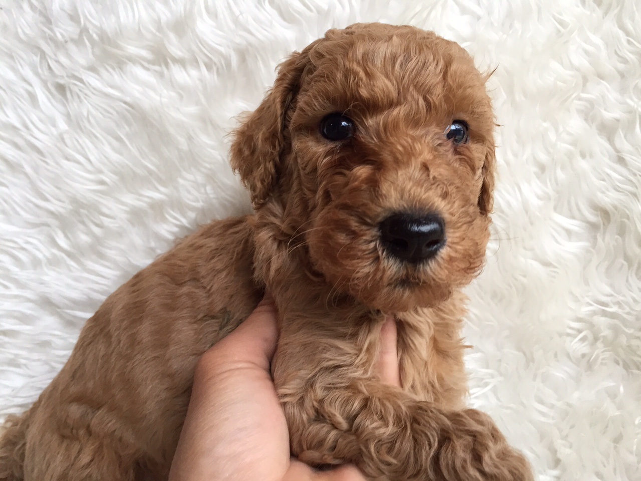 スタンダードプードル　レッド