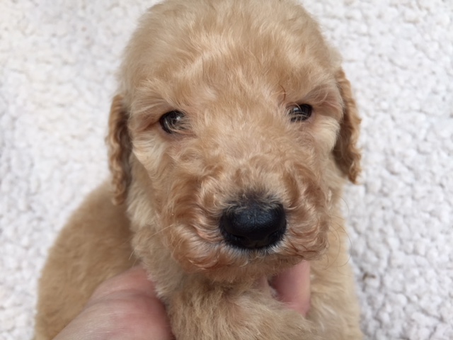 スタンダードプードル　レッド