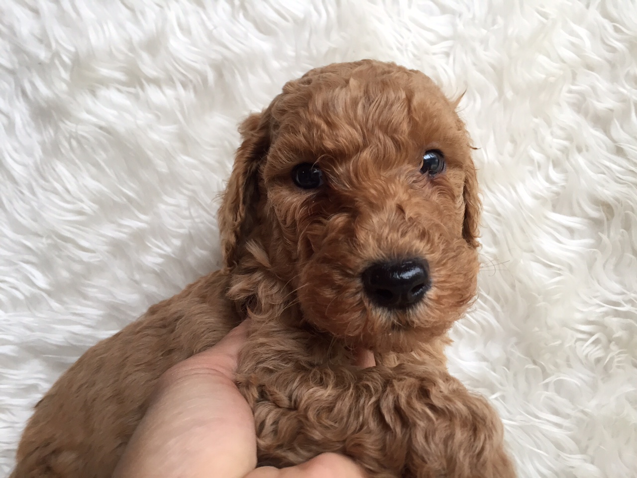 スタンダードプードル　レッド