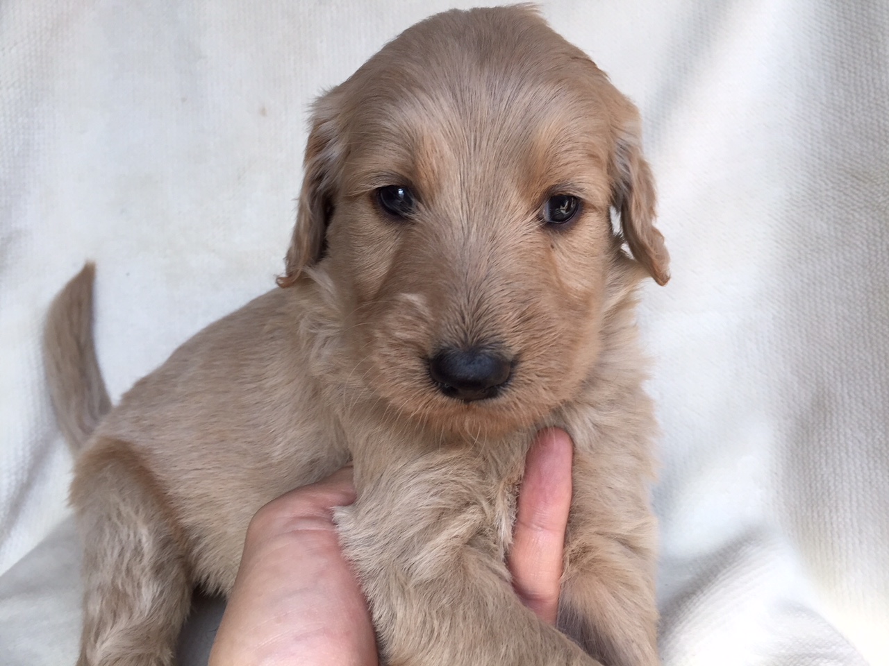 ゴールデンドゥードル　子犬