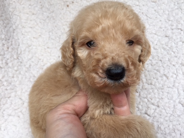 スタンダードプードル　レッド