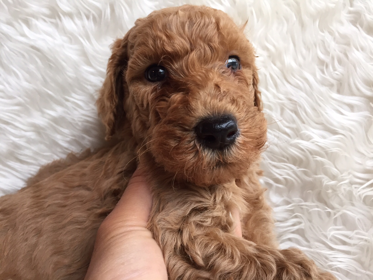 スタンダードプードル　レッド