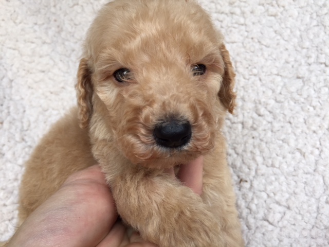 スタンダードプードル　レッド