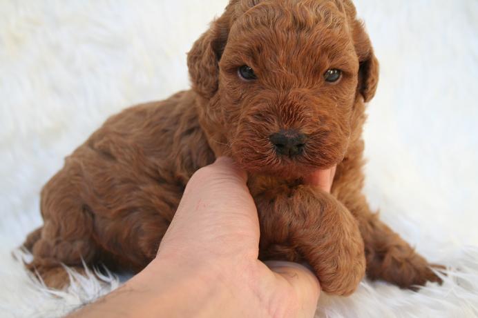 スタンダードプードル　レッド　子犬