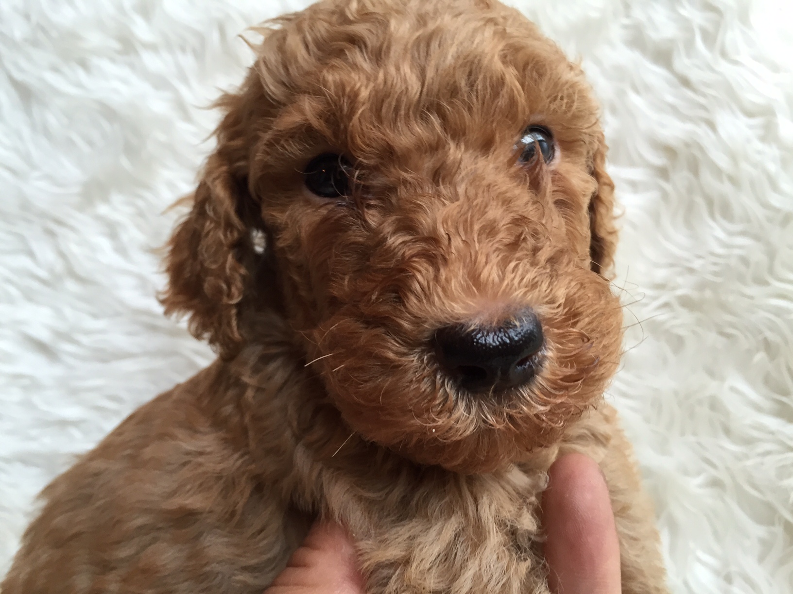 スタンダードプードル　レッド