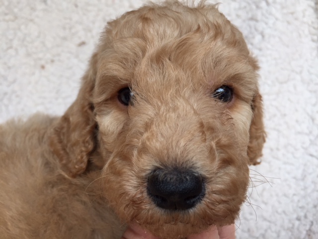 スタンダードプードル　レッド