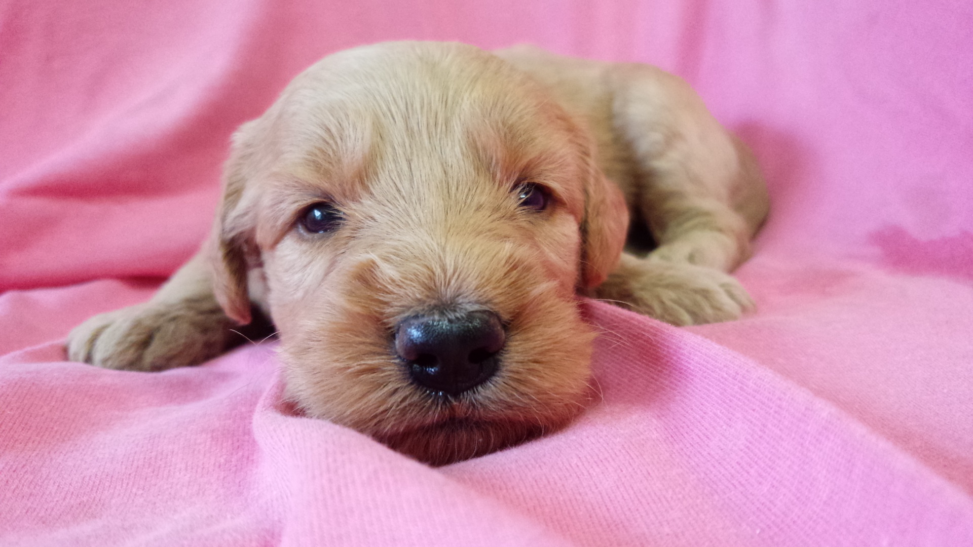 ゴールデンドゥードル　子犬