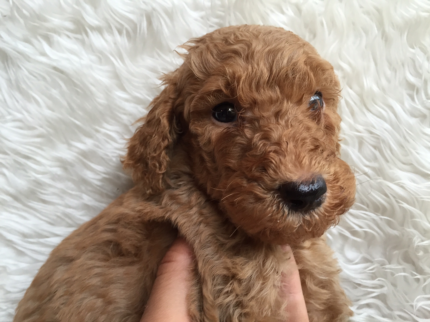 スタンダードプードル　レッド