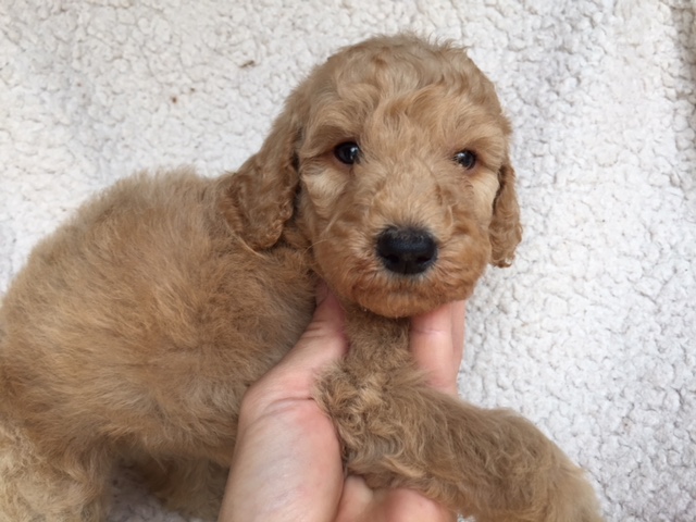 スタンダードプードル　レッド