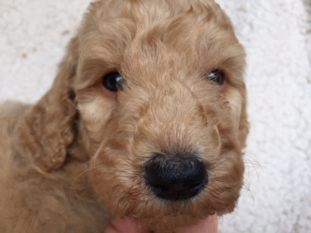 スタンダードプードル　レッド