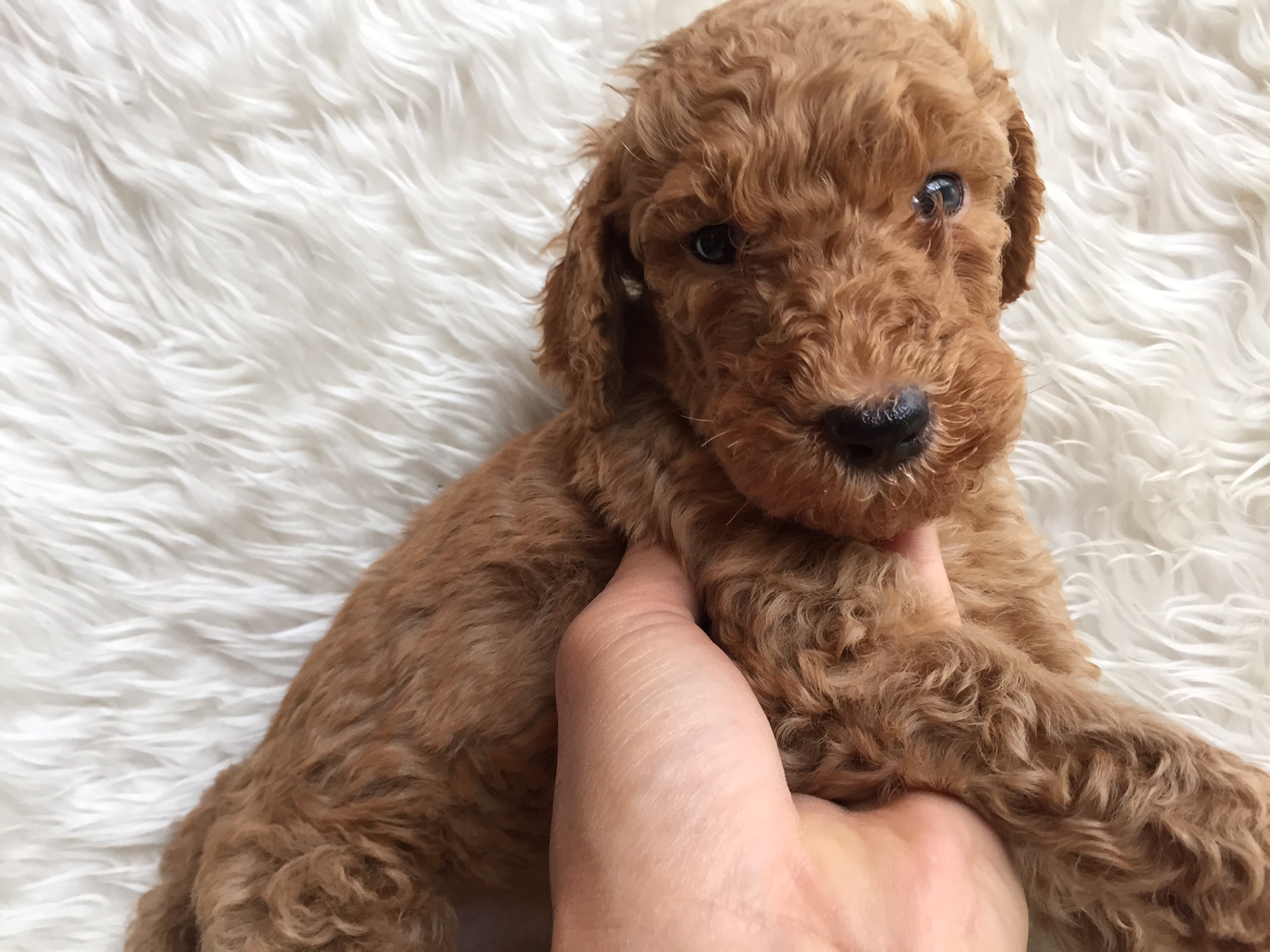 スタンダードプードル　レッド