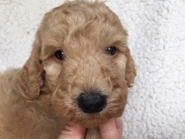 スタンダードプードル　レッド　子犬