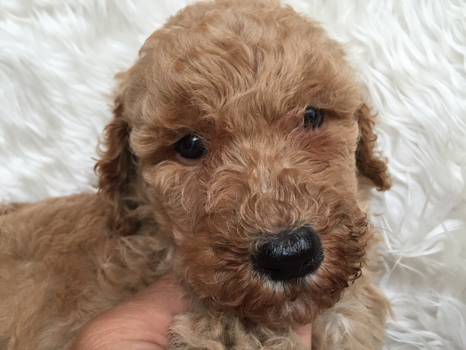 スタンダードプードル　レッド