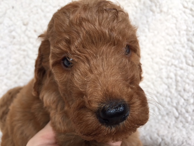 スタンダードプードル　レッド