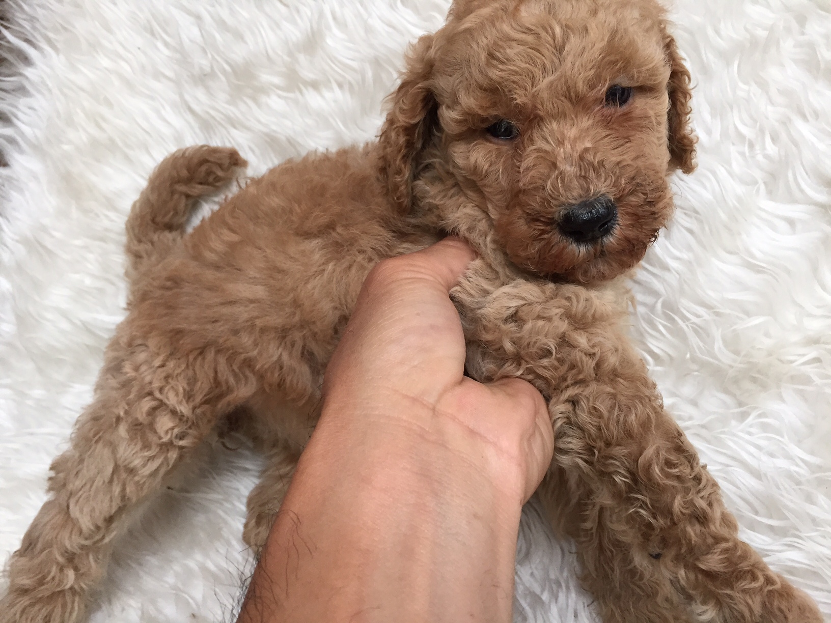 スタンダードプードル　レッド