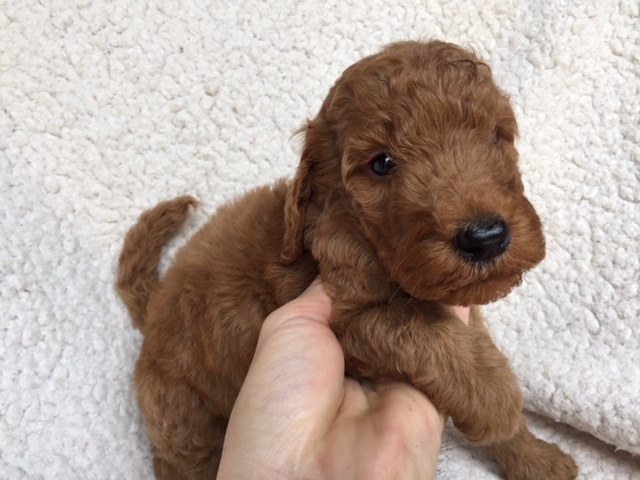 スタンダードプードル　レッド