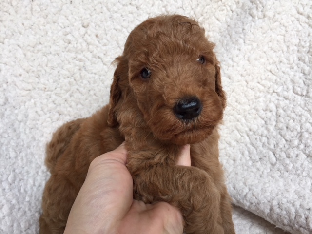 スタンダードプードル　レッド